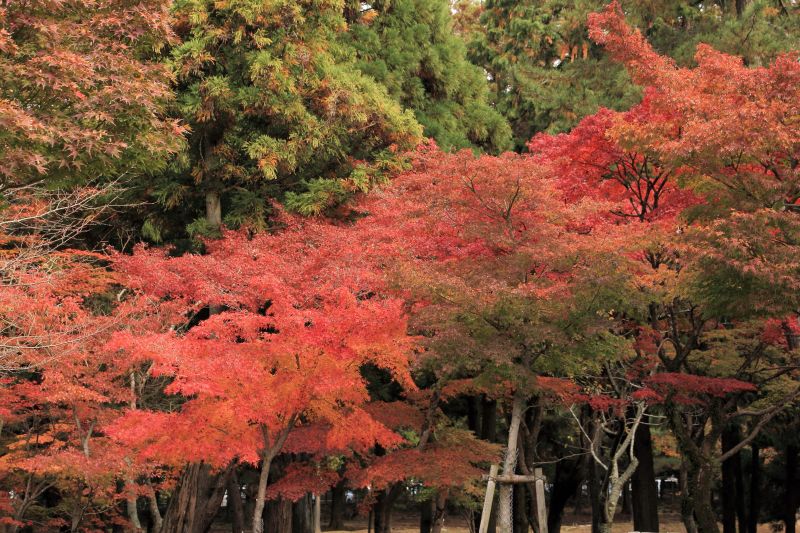 奈良公園の紅葉_006.jpg