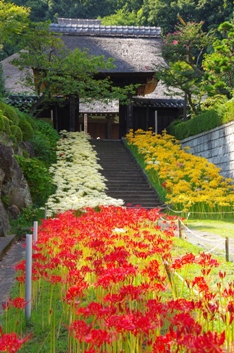 西方寺の彼岸花