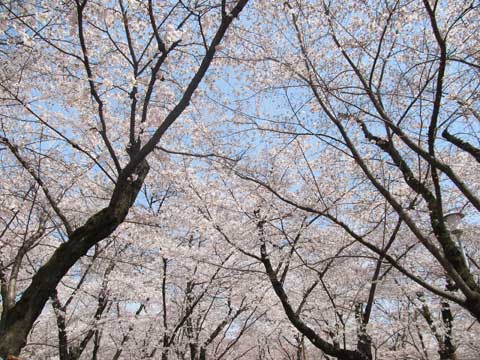 平野神社5.jpg