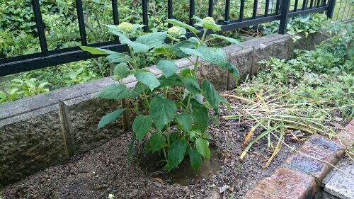 rblog-20170524145127-01.jpg