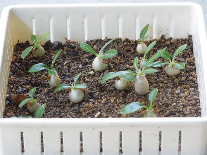 エブレネウム7-6