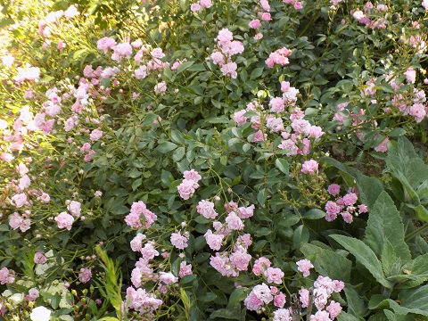 DSCN2179.JPG