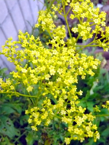 オミナエシの花