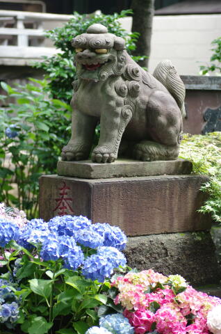 文京あじさいまつり