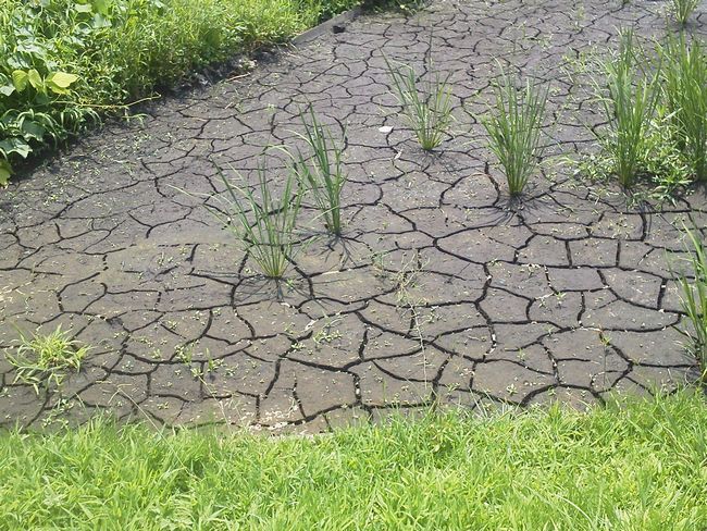 水が欲しい.JPG