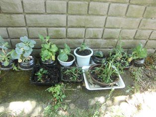 リボベジ野菜たちを屋外へ ほっこり家庭菜園 楽天ブログ