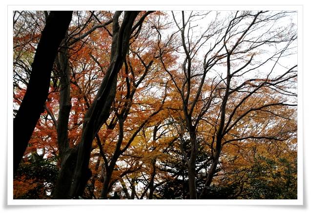 卯辰山山野草園-8 15.12.9