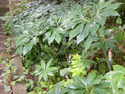 DSCN8916.jpg