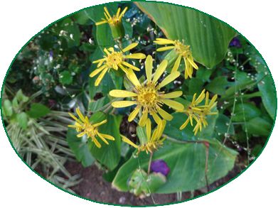 ツワブキの花