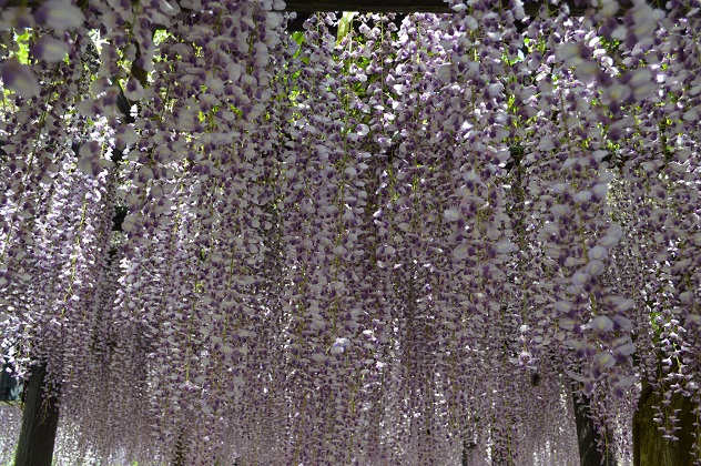 藤の花が満開