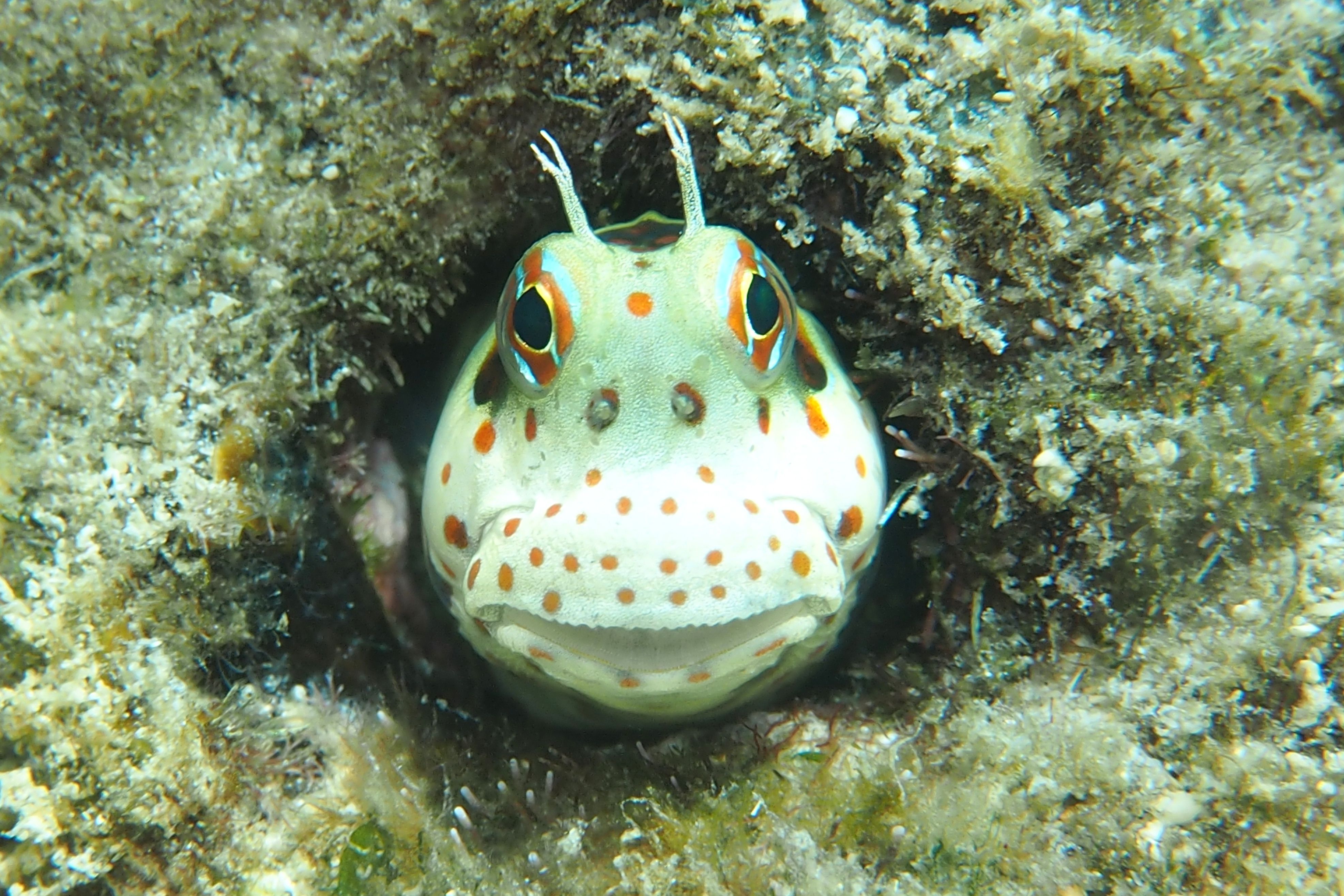 モンツキカエルウオ デコボコ潜水 楽天ブログ