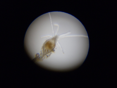 ヒドロ虫綱（Hydrozoa）の種4