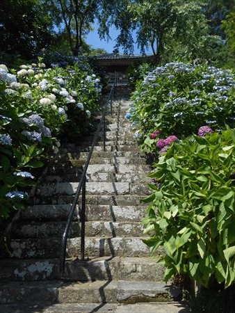 花のお寺「本勝寺」の紫陽花