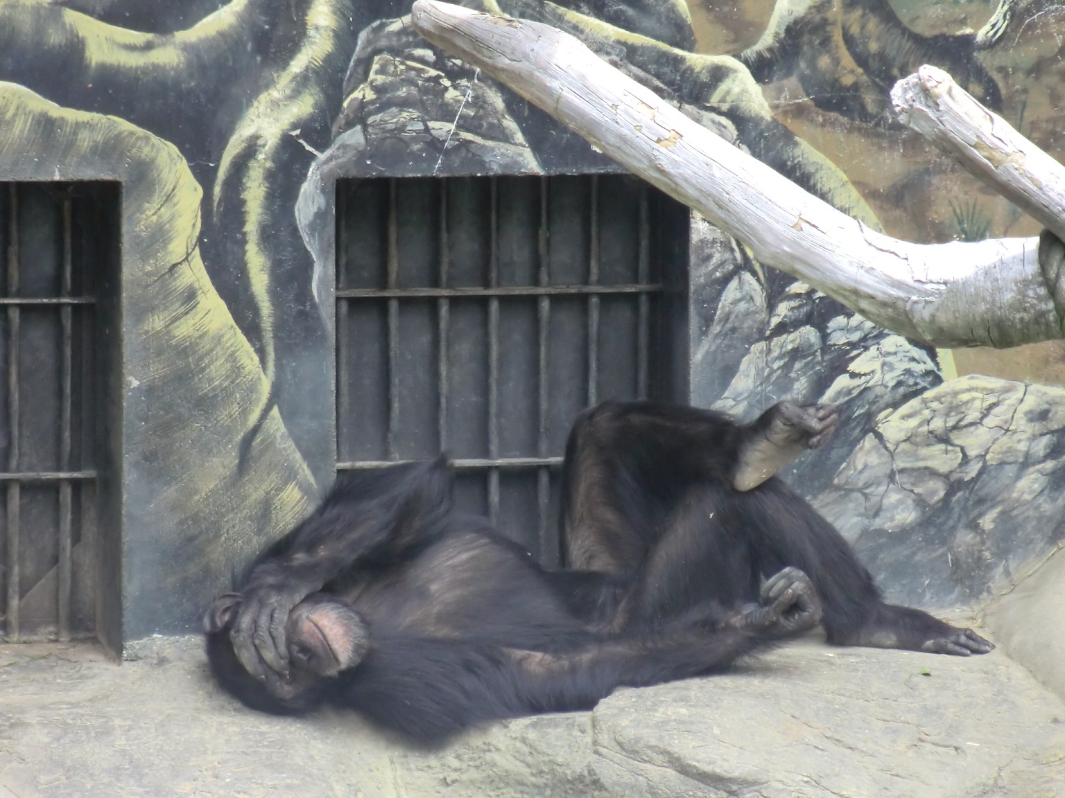 チンパンジー昼寝.jpg