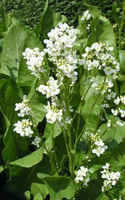 horseradish