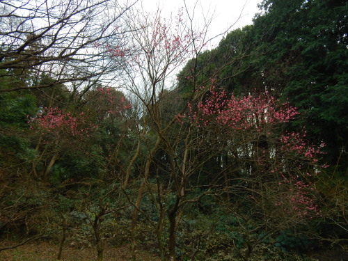 DSCN0043b20160131.jpg