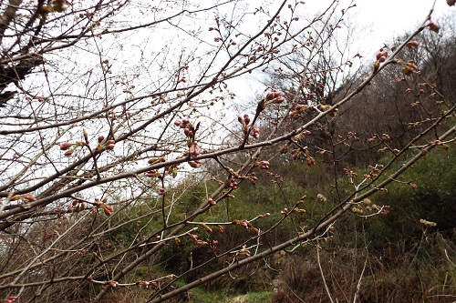 サクラ（桜）