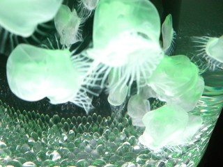 320x320_rect_4721417.jpg