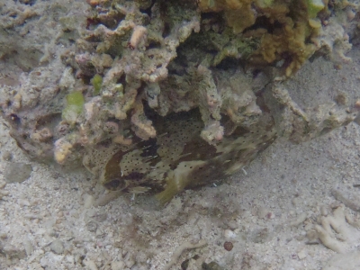 沖縄磯採集2013年5月下旬32　シュノーケリング　ハリセンボン（Diodon holocanthus）