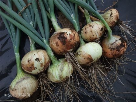 タマネギ スーパーアップ 収穫 18 園芸侍の なんでも植物栽培記 楽天ブログ