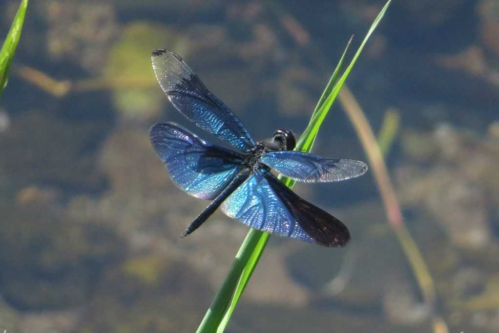 515