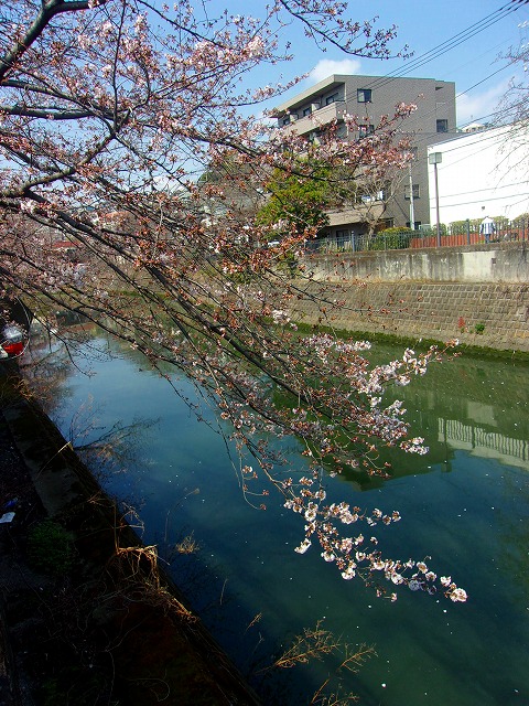 ソメイヨシノ開花状態.jpg