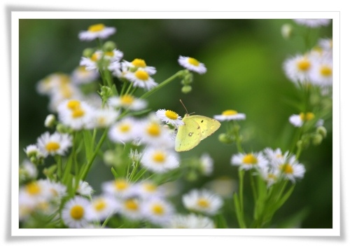 大乗寺丘陵公園-34 ヒメジョンとモンキチョウ 13.6.22
