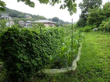 ネットメロン収穫時期 葉山野菜栽培記 8月初旬 暇人主婦の家庭菜園 楽天ブログ