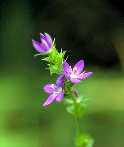 キキョウソウの花・みんなの花図鑑