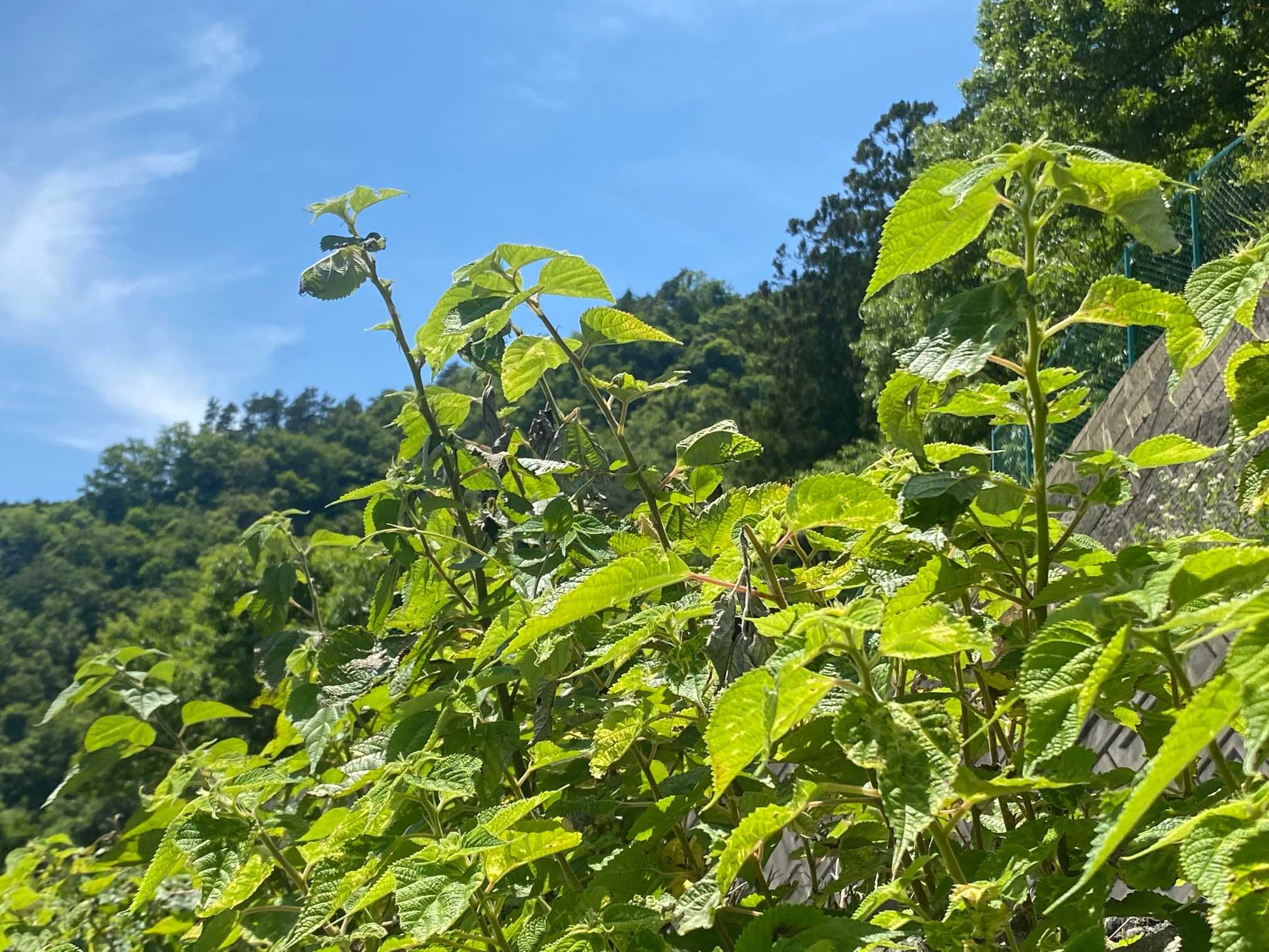 醍醐山の麓の植物たちと詩 4 雑草のうた 鶴岡 千代子 醍醐山と下部 しもべ 温泉 楽天ブログ