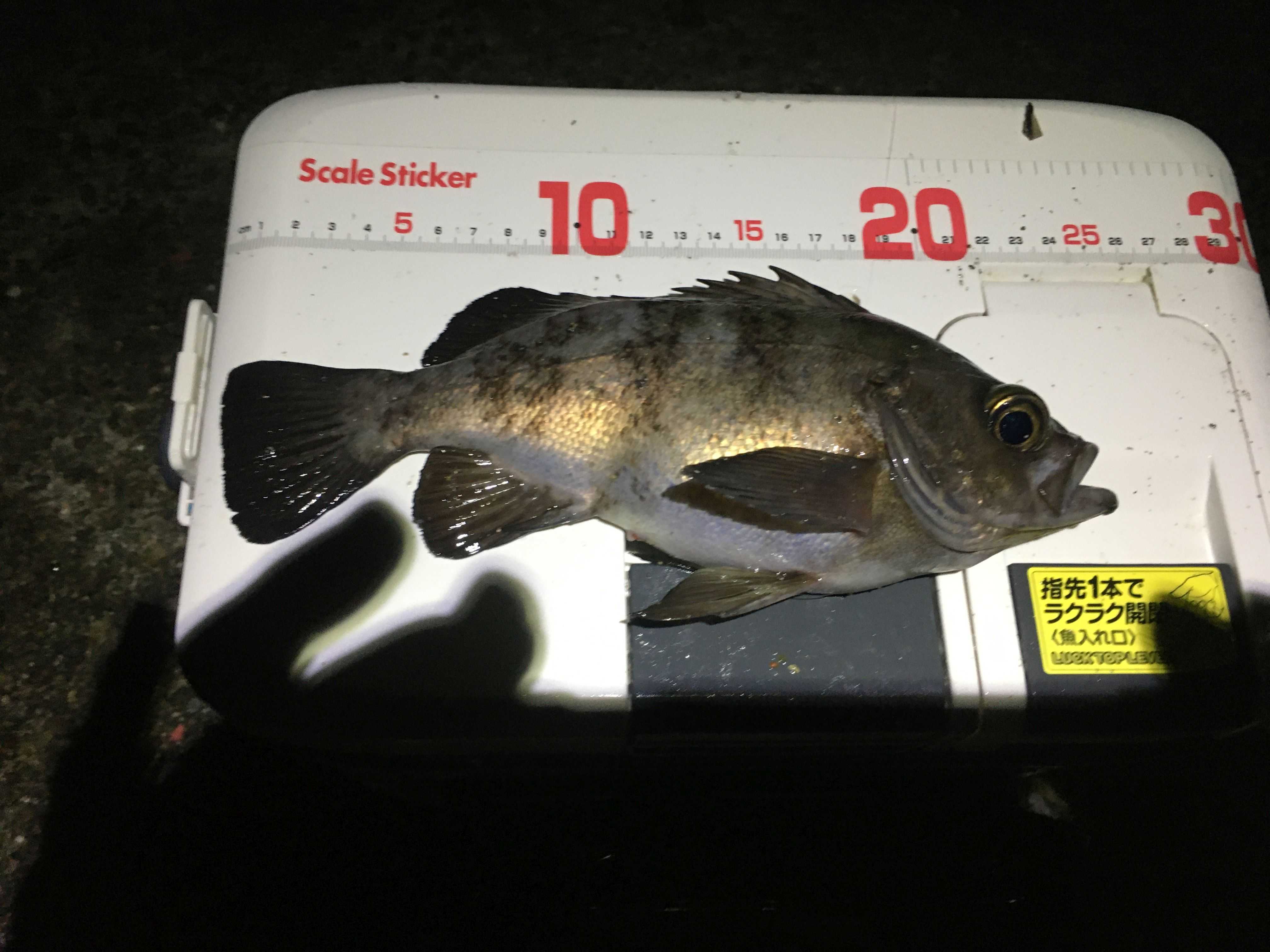 カテゴリ未分類 地を這う虫 楽天ブログ