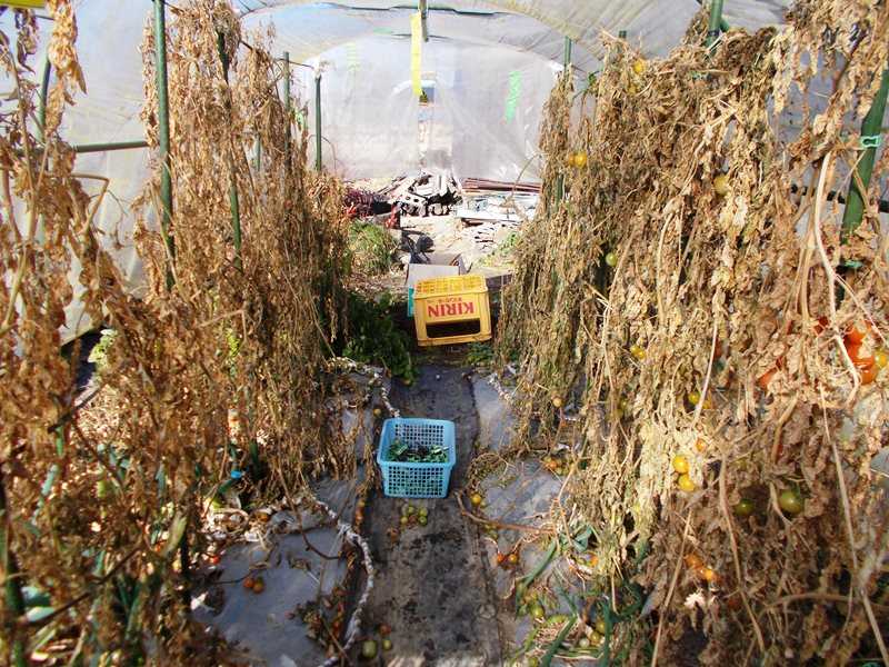 ミニトマトの雨除けセットを撤去して土作り 青パパイヤと家庭菜園日記 楽天ブログ ミニトマトの雨除けセットを撤去して土作り 青パパイヤと家庭菜園日記 楽天ブログ