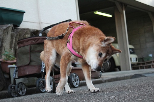 弱ってはいるものの