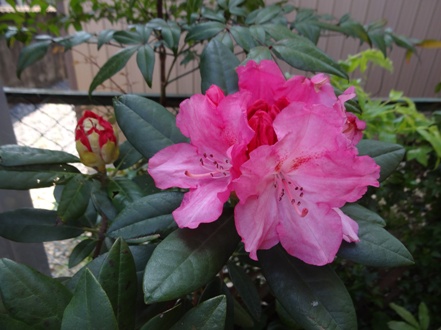 DSC00560.jpg
