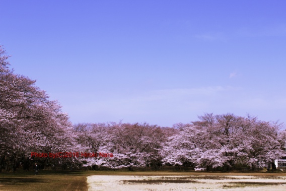 光景　sight0467 桜　サクラ　cherry blossom