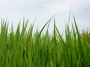 今日の田圃