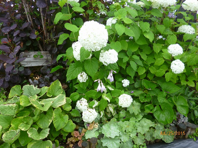 P1100868.jpg