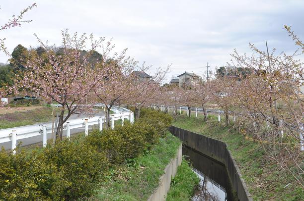 河津桜