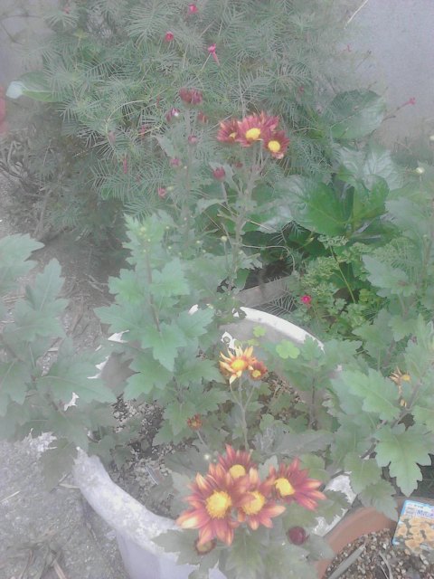 菊の花　きれい.JPG