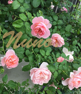 IMG_5200.jpg