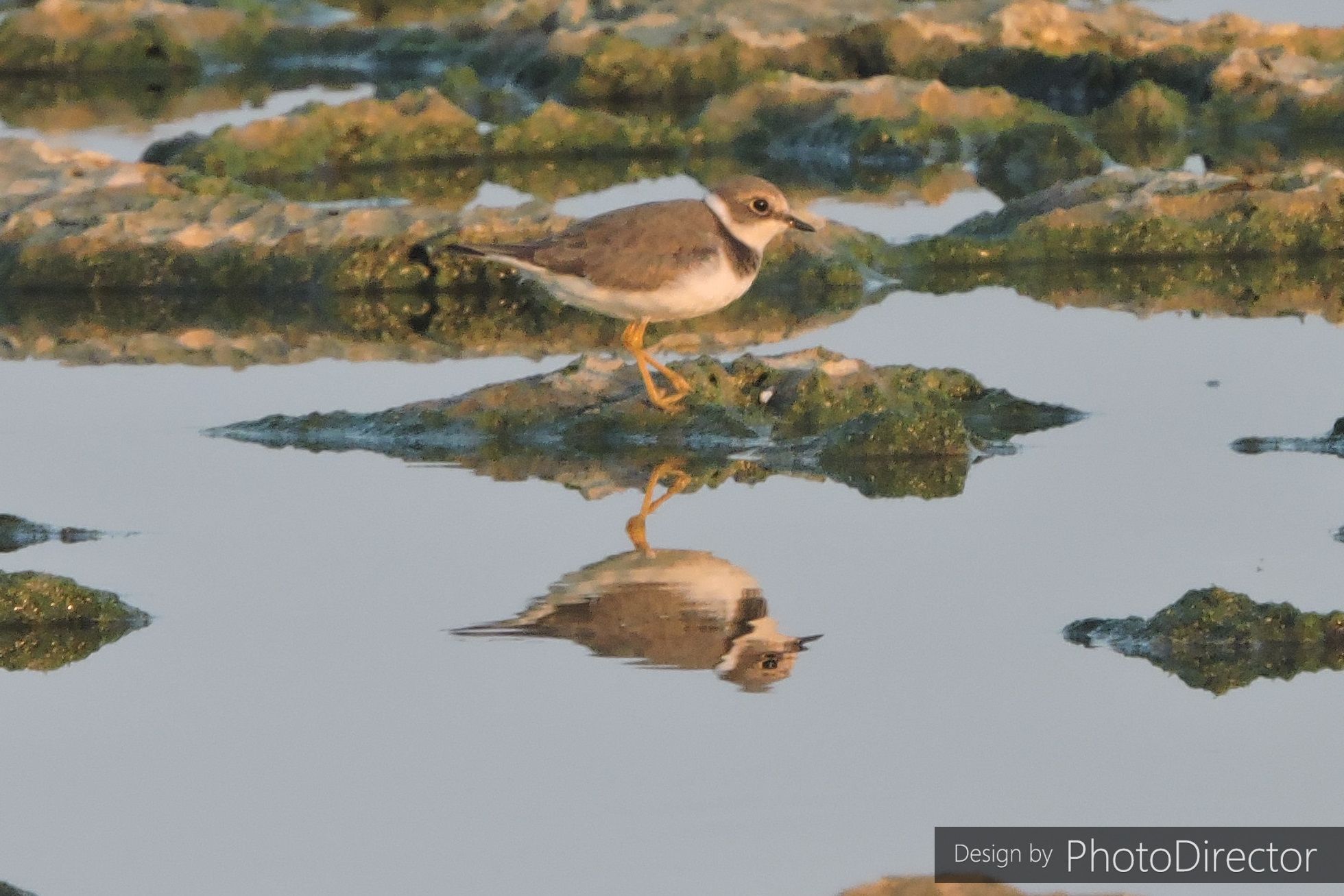 千枚の葉 という意味があることから千葉とひっかけて作られた千葉銘菓とは ご当地情報局