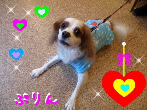 ぷりん (2).JPG