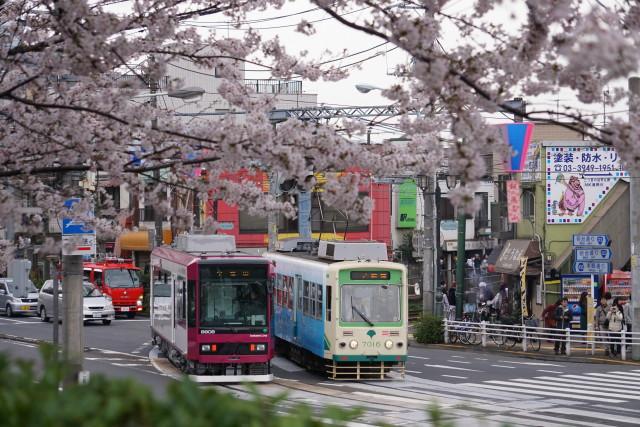 桜満開 都電 飛鳥山6