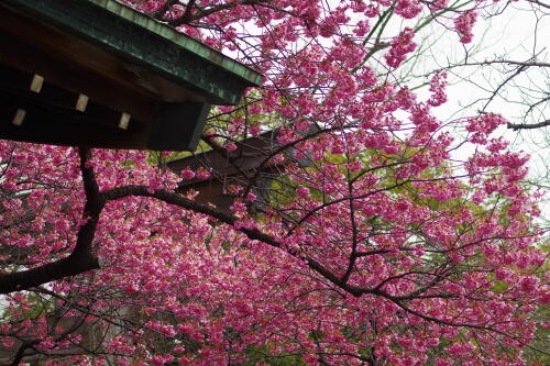 荏原神社の寒緋桜