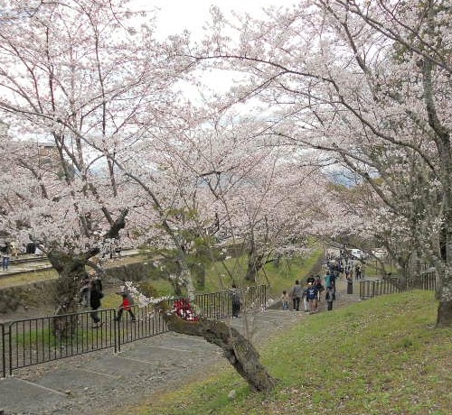 インクライン横の桜