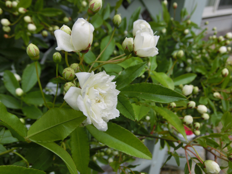 mokkoubara1042014.jpg