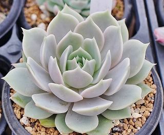 エケベリア ローラを交配してみた ガマンマの ニク サボ栽培 楽天ブログ