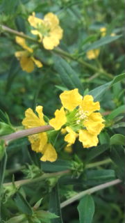 2011年6月17日庭の花[2].JPG