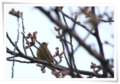 金沢地方気象台-2 15.3.31