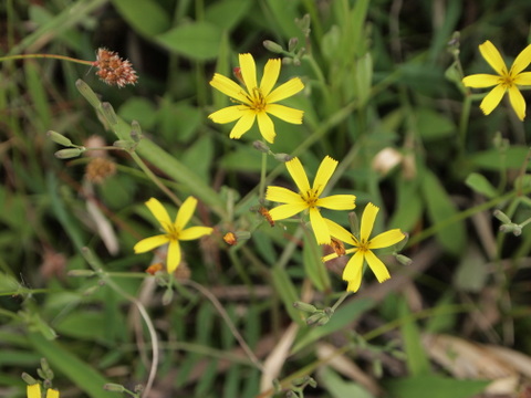 ニガナの花